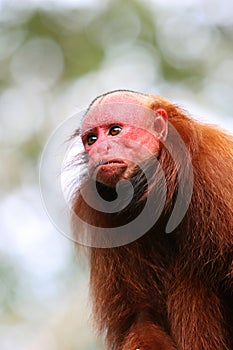 Bald Uakari Monkey