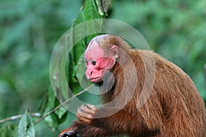Bald Uakari Monkey