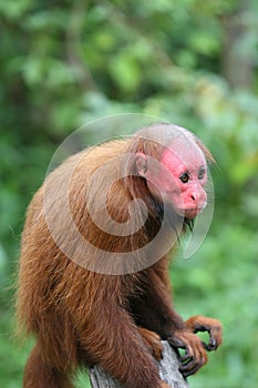 Bald Uakari