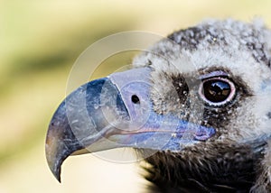 Bald vulture