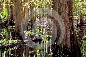 Baldcypress Swamp  60054