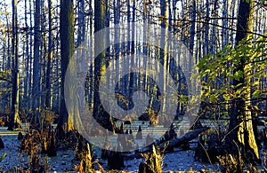 Baldcypress Tupelo Swamp  44962 photo