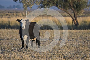 Baldfaced Cow in the Pasture