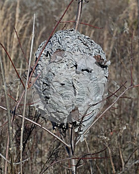 Baldfaced hornet`s paper nest attached to a tree branch