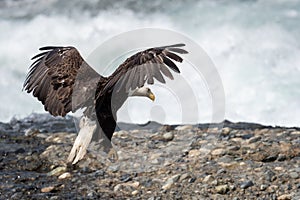 Bale eagle on rock