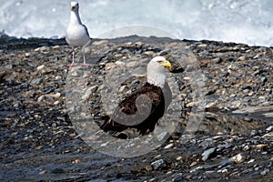 Bale eagle on rock