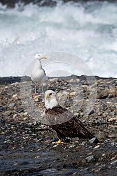 Bale eagle on rock