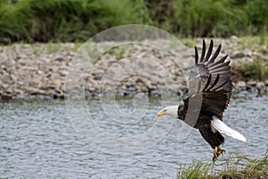 Bale eagle taking flight