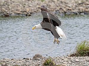 Bale eagle taking flight