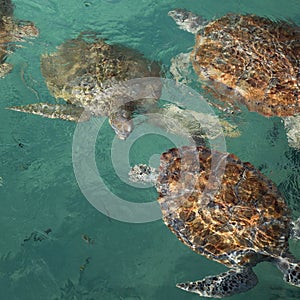 Bale of endangered sea turtles swimming at surface of clear tropical aqua water