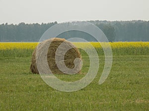 A bale of hay on a background of field yellow flowers