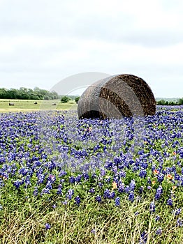 Bale of hay in a bluebonnet field