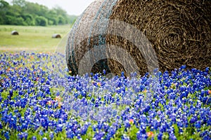 Bale of hay in a bluebonnet field