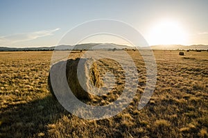 Bale of hay on field