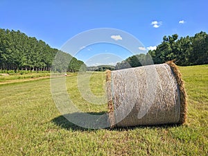 Bale of hay on green land among trees in rural area