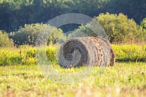 Bale of hay in the meadow