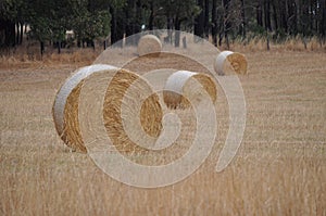 Bale of hay round