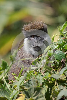 Bale Mountains Monkey - Chlorocebus djamdjamensis