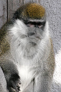 Bale Mountains vervet, Cercopithecus djamdjamensis, is a rare monkey