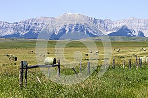 Bale Rolled Hay Field Alberta