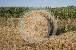 Bale of straw on farmland