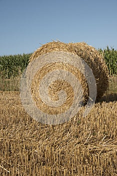 Bale of straw on farmland