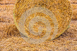 A bale of straw with many stalks and stalks after the harvest in the field in summer