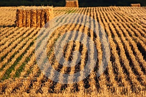 Bale of straw and stubbles on a harvested wheat field