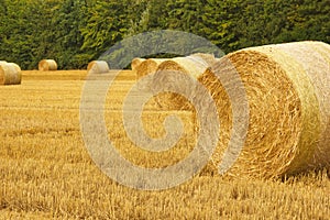 Bale of wheat field