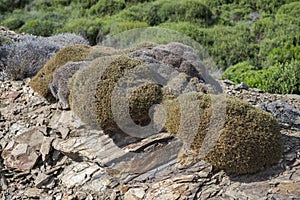 Balearic milkvetch, Astragalus balearicus