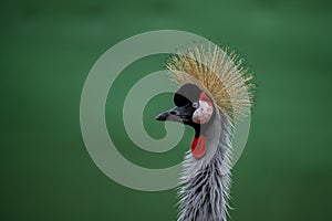 Balearica regulorum or the Grey-crowned Crane is a gruiform bird in the Gruidae family. photo