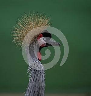 Balearica regulorum or the Grey-crowned Crane is a gruiform bird in the Gruidae family. photo