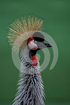 Balearica regulorum or the Grey-crowned Crane is a gruiform bird in the Gruidae family. photo