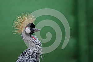 Balearica regulorum or the Grey-crowned Crane is a gruiform bird in the Gruidae family.