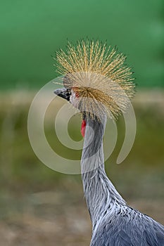 Balearica regulorum or the Grey-crowned Crane is a gruiform bird in the Gruidae family. photo