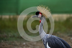 Balearica regulorum or the Grey-crowned Crane is a gruiform bird in the Gruidae family. photo