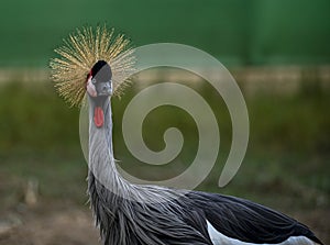 Balearica regulorum or the Grey-crowned Crane is a gruiform bird in the Gruidae family. photo