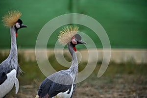 Balearica regulorum or the Grey-crowned Crane is a gruiform bird in the Gruidae family. photo