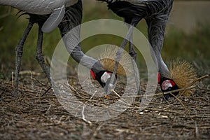 Balearica regulorum or the Grey-crowned Crane is a gruiform bird in the Gruidae family. photo