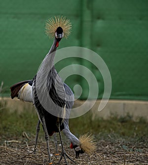 Balearica regulorum or the Grey-crowned Crane is a gruiform bird in the Gruidae family. photo