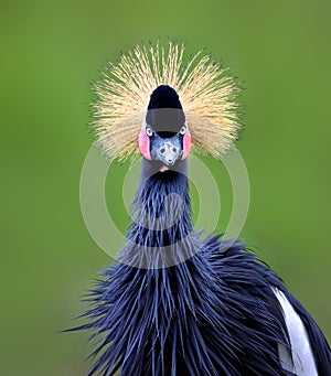 Balearica regulorum or the Grey-crowned Crane and his amazing handsome and handsome look photo