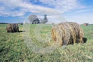 Baled hay in field, Centerville, Eastern Shore, MD