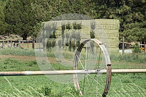 Baled hay after a harvest