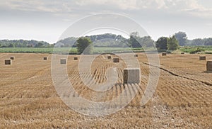 Baled hay in a Rolling Farm Field