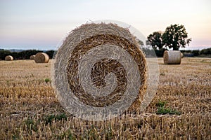 Baled wheat field with big hay rolls