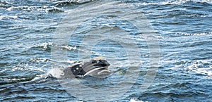 Baleen Whale Surfaces