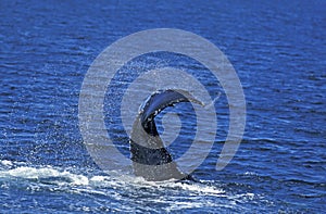 BALEINE A BOSSE megaptera novaeangliae