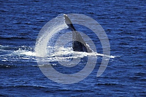 BALEINE A BOSSE megaptera novaeangliae