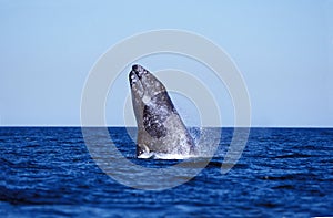 BALEINE GRISE eschrichtius robustus