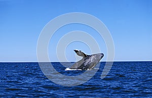 BALEINE GRISE eschrichtius robustus